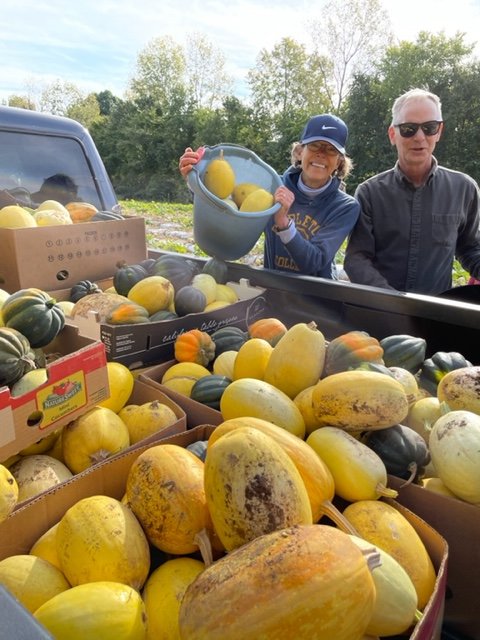 Gleaning winter squash with Society of St. Andrew