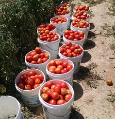 Baskets of Tomatoes