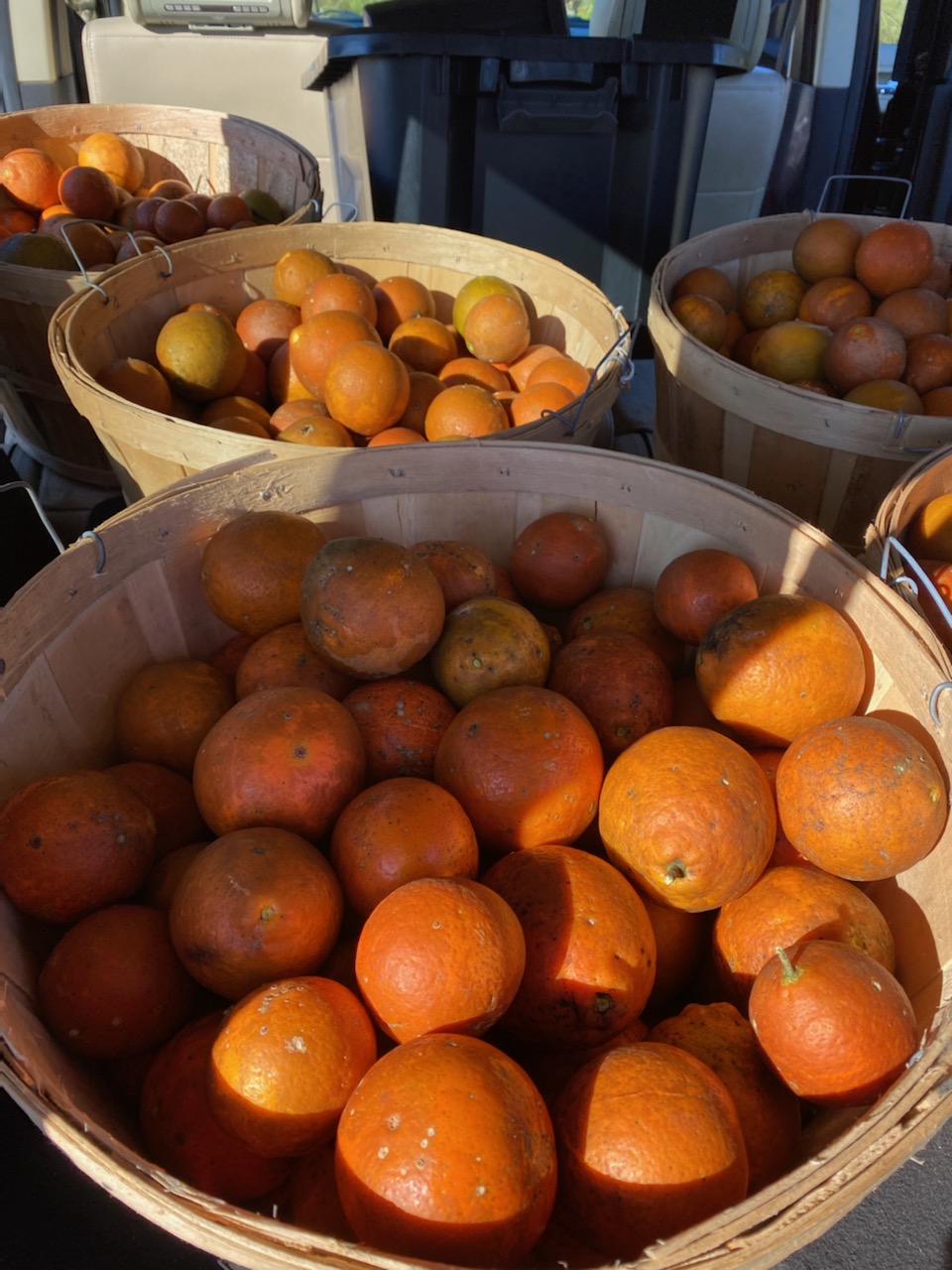 Citrus gleaned by SoSA volunteers in 2022