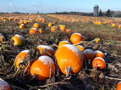 Pumpkins, Just Before Gleaning