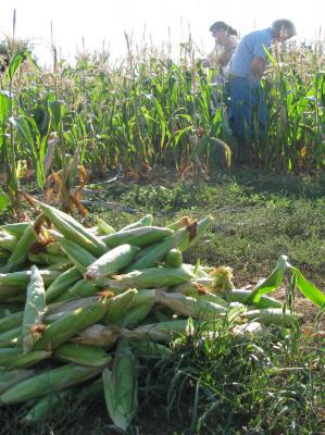 Corn Gleaning in Winchester VA  
