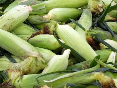 Gleaned Corn